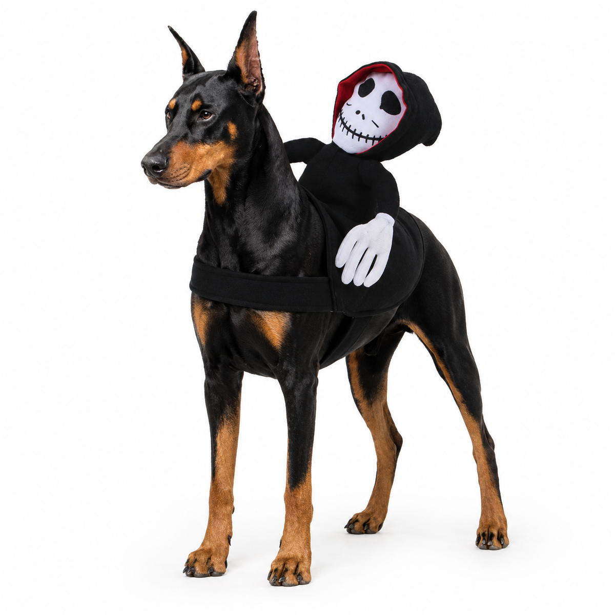 Spider Pup Halloween Costume